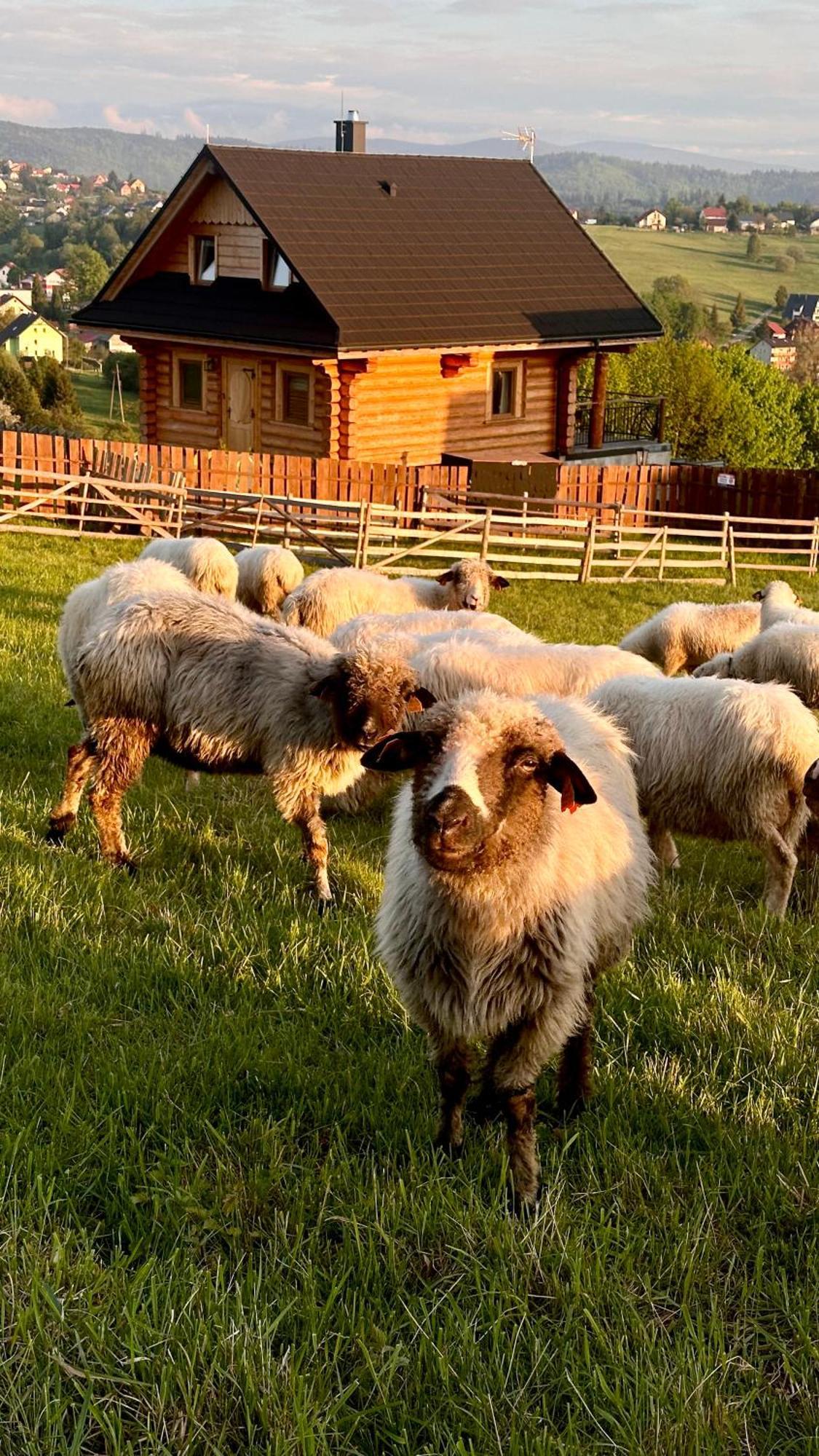Zloty Gron Log Houses & Apartments Istebna Εξωτερικό φωτογραφία